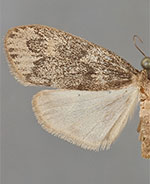 Bruceia hubbardi