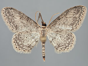 Idaea seriata