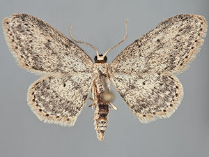 Idaea seriata