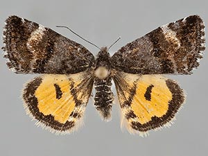 Annaphila macfarlandi