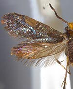 Eriocraniella platyptera