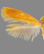 Coptotriche zelleriella