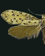 Greya mitellae