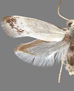 Tegeticula maculata