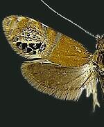 Adela ridingsella