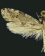 Morophagoides burkerella