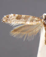 Xylesthia albicans