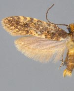 Cephimallota obscurostrigella