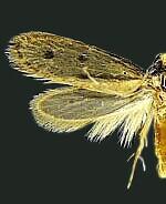 Eccritothrix guenterella