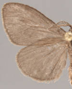 Cryptothelea nigrita
