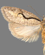 Semioscopis packardella