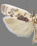 Antaeotricha schlaegeri