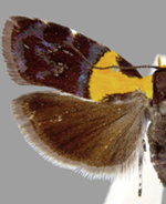 Rectiostoma xanthobasis