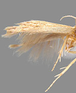 Coleophora dextrella