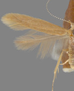 Coleophora vitisella