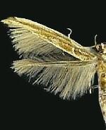 Pyroderces badia