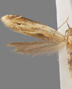 Monochroa gilvolinella