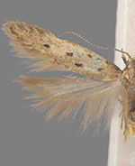 Monochroa quinquepunctella