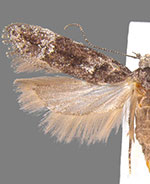 Neotelphusa querciella