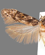 Pseudotelphusa palliderosacella