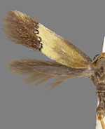 Sriferia cockerella