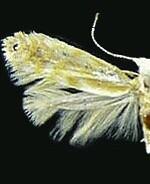 Argyresthia freyella