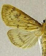 Ostrinia obumbratalis