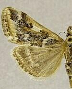 Loxostege kearfottalis