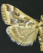 Loxostege kearfottalis