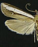 Carectocultus dominicki