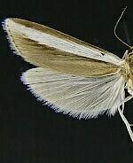 Carectocultus dominicki