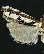 Prionapteryx n. sp.