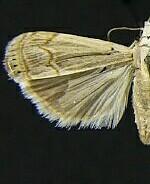 Parapediasia ligonellus