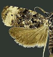 Endothenia gentianaeana