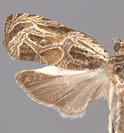 Olethreutes atrodentana