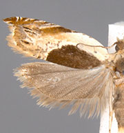 Ancylis spiraeifoliana