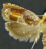 Ancylis muricana