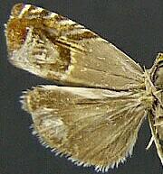Cydia fahlbergiana