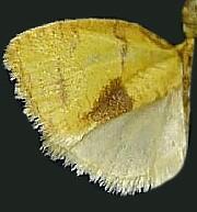 Cenopis mesospila