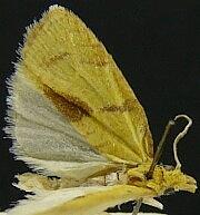 Cenopis mesospila