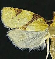 Sparganothis sp.