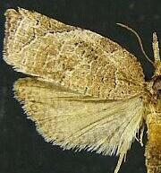 Platynota nigrocervina
