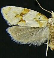 Cochylis ringsi