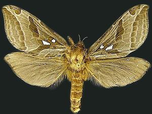 Sthenopis argenteomaculatus