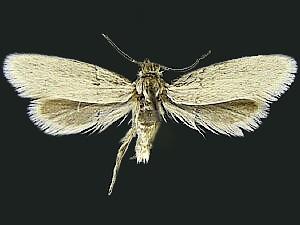 Tetragma gei