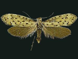 Greya mitellae