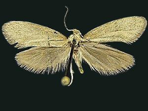 Greya politella