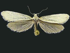 Greya enchrysa