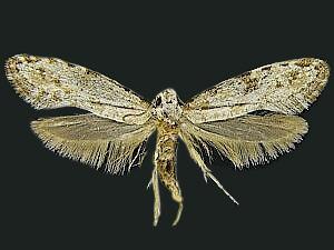 Nemapogon acapnopennella