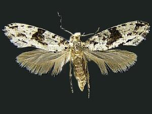 Nemapogon angulifasciella